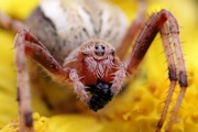 Flower Spider (zb) (Thomisidae sp)